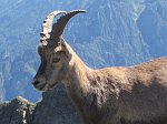 Immagini dal Rifugio Benigni e dal Pizzo Tre Signori (estate 2008) - FOTOGALLERY